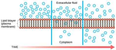 Passive Transport: Diffusion – MHCC Biology 112: Biology for Health Professions