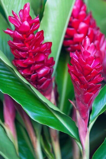 Premium Photo | Closeup o red ginger flowers