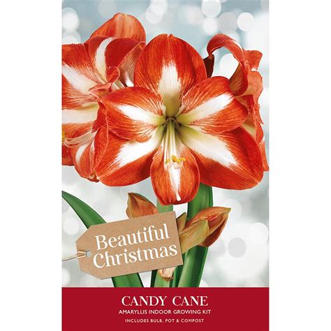 Amaryllis Red & White 'Candy Cane' (Indoor Growing Kit)