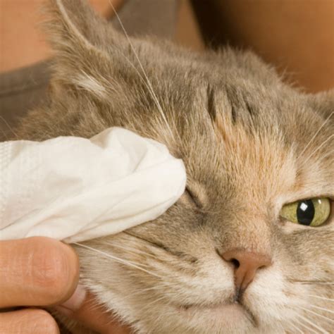 Kitty Pink Eye!? How to Treat Your Cat's Conjunctivitis