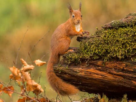 Facts about Red Squirrels - Red Squirrel Survival Trust