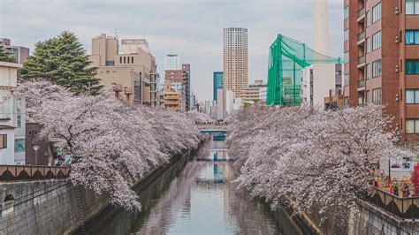 Tokyo's Blossoming Beauty: Best Hanami Spots for Cherry Blossom Delight ...