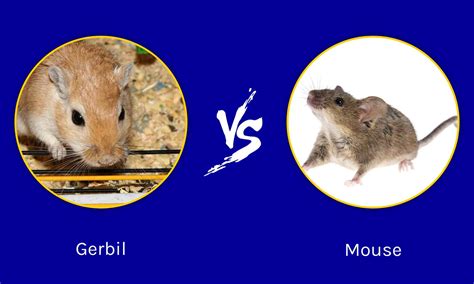 Gerbil vs Mouse: Key Differences Explained - A-Z Animals