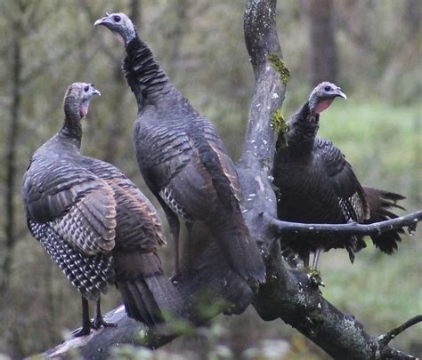 MDC encouraging hunters to share turkey feathers, deer harvest ...