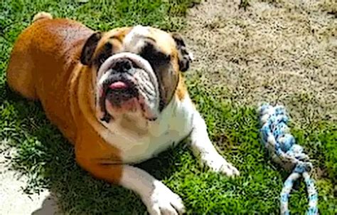 english-bulldog-training - bulldogbackyard