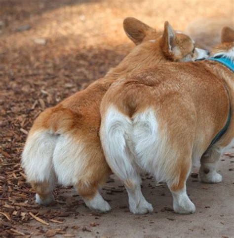 6 Cool Facts About Corgis