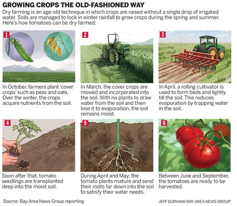 California’s ‘dry farmers’ grow crops without irrigation