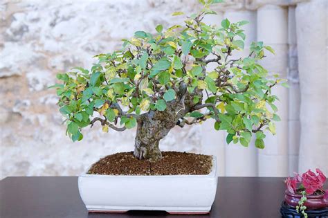 Apple Bonsai Tree: Varieties, How to Propagate, and More