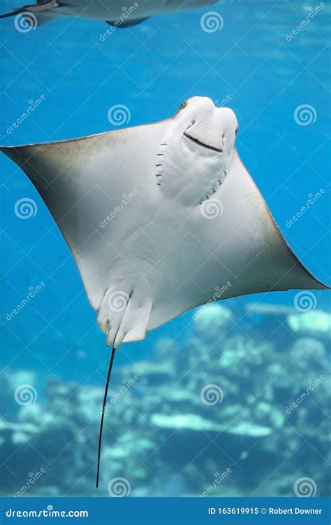 Bat Ray stock image. Image of water, marine, creature - 163619915