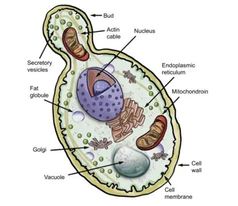 Yeast: Structure, Reproduction, and Uses • Microbe Online