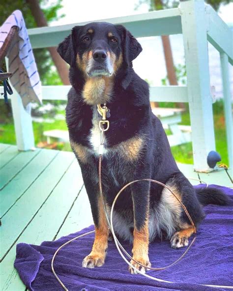 Rottweiler Hound Mix: Breed Info, Pictures, Facts & More