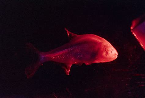 Blind Cavefish | Animals | Discover | Deep Sea World