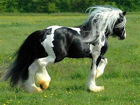 1920x1080px, 1080P free download | Gypsy Vanner, black, white, horse, HD wallpaper | Peakpx