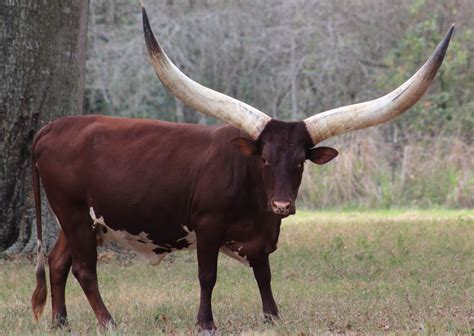 Ankole-Watusi | Touros com Maiores Cifres do Mundo