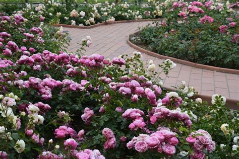 30 Ways to Incorporate Roses into Your Backyard