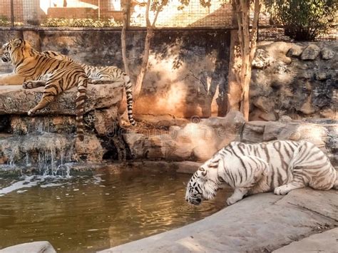 White tiger on a rock stock image. Image of feline, captivity - 210396849