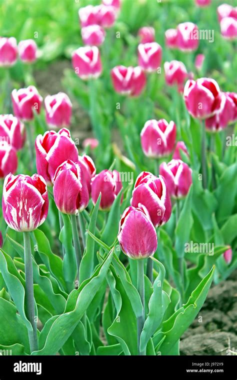 Beautiful purple tulips in the spring garden Stock Photo - Alamy