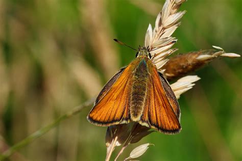 Dickkopffalter Foto & Bild | tiere, wildlife, schmetterlinge Bilder auf ...