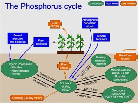 Rock Phosphate Fertilizer - Garden Myths