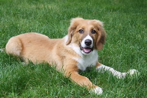 FDA approves treatment for urinary incontinence in dogs - Veterinary Practice News