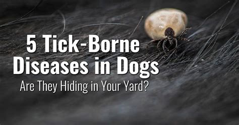 5 Tick-Borne Diseases in Dogs: Are They Hiding in Your Yard? - Dr. Buzby's ToeGrips for Dogs