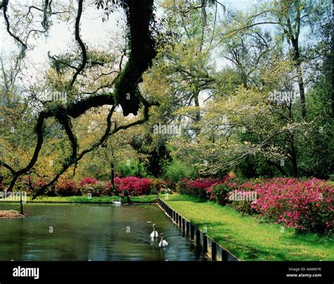 MIDDLETON PLACE GARDENS CHARLESTON SOUTH CAROLINA Stock Photo - Alamy