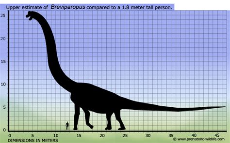 A Dinosaur A Day: Breviparopus