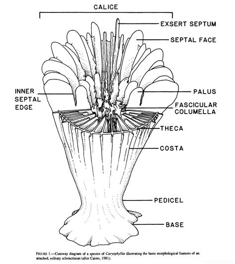 Cold Water Corals | Marine Science Ireland