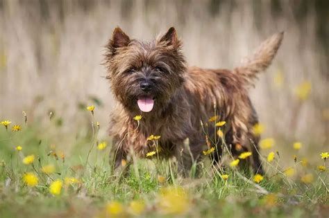 The Cairn Terrier dog breed | Small Fluffy Dog Breeds