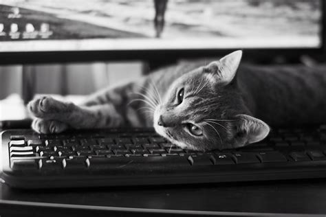 Cat laying on computer keyboard grayscale photo HD wallpaper | Wallpaper Flare