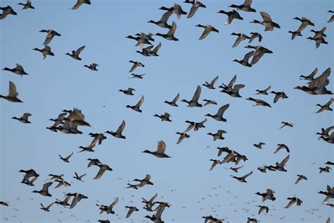 Bird Migration Archives - Wild About Utah