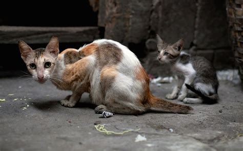 Woman to undergo rabies shots after contact with feral cat: Report ...