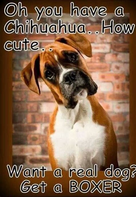 25 best images about Boxer Memes on Pinterest | Pet accessories, Pets and Boxers