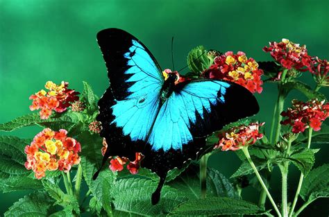 Ulysses Butterfly Papilio Ulysses Photograph by Michael & Patricia Fogden