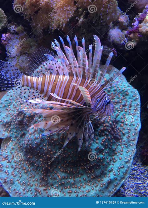 Lionfish With Long Venomous Spines Royalty-Free Stock Photography ...