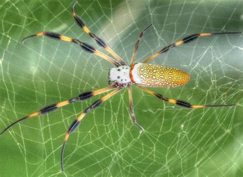 Giant Golden Silk Orb Weaver Spider in Florida (Part I) | Orb weaver spider, Golden orb weaver ...