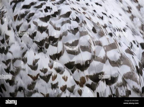 Snowy owl feathers background texture Stock Photo - Alamy