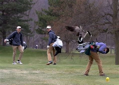 High school golfer attacked by goose in hilarious set of photos - ABC News