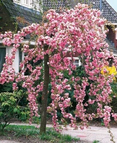 Prunus 'Cheals' Weeping Cherry 1.8m 16" Pot - Hello Hello Plants & Garden Supplies