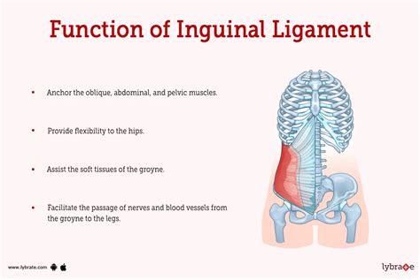 Inguinal Ligament