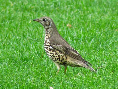 The Rattling Crow: Mistle thrush collecting nesting material