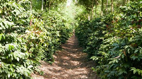 Coffee Harvest in Honduras 2024-2025 - Rove.me