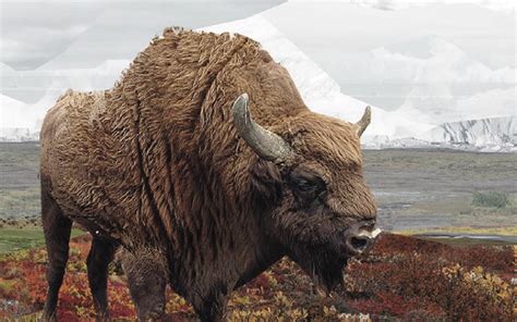 9,300-Year-Old Frozen Steppe Bison Found in Siberia