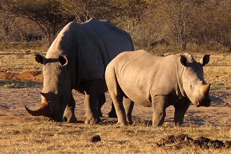 Budget Travel in Khama Rhino Sanctuary | Safari Travel Guide