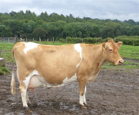 Guernsey Cattle Info, Size, Lifespan, Uses, and Pictures