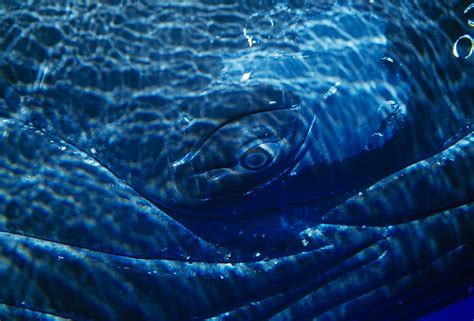 Whale's Eye Image | National Geographic Photo of the Day