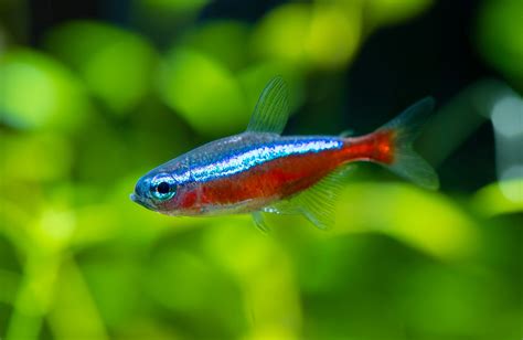 Cardinal Tetra: The Complete Care And Breeding Guide - Fishkeepingfans.com