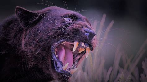 Wallpaper Black panther, angry, teeth 1920x1200 HD Picture, Image