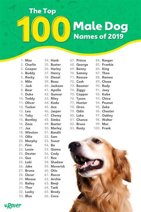 The top 100 male dog names | Dog names, Puppy names, Dog names unique