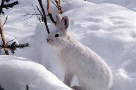 Snowshoe Hare Facts, Information, Pictures & Video